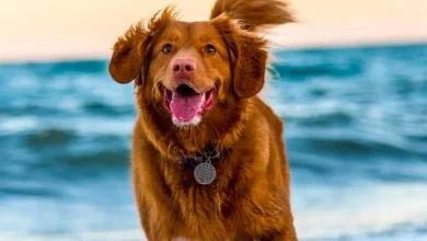 دانشمندان: سگ‌ها وارد مرحله جدید تکامل و اهلی‌سازی شده‌اند