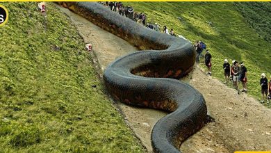 مار غول‌پیکر به فضا فرستاده می‌شود + عکس