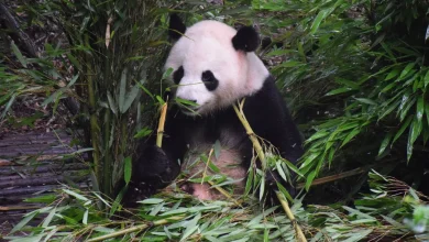 گوشتخواران گیاه‌خوار؛ چرا پانداها فقط بامبو می‌خورند؟