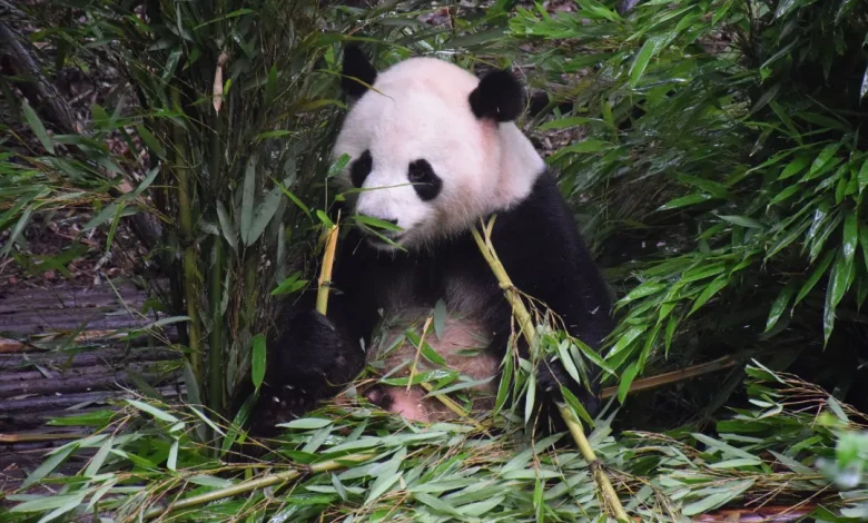 گوشتخواران گیاه‌خوار؛ چرا پانداها فقط بامبو می‌خورند؟