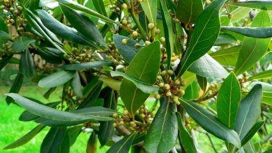 درمان گرفتگی عضلات با این برگ خوشبو