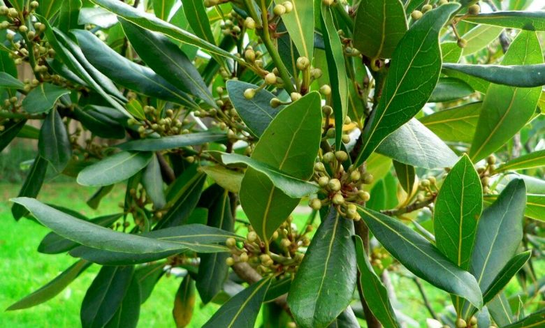 درمان گرفتگی عضلات با این برگ خوشبو