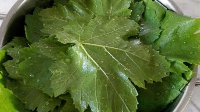 چگونه دلمه پلو را مثل حرفه‌ای‌ها درست کنیم؟