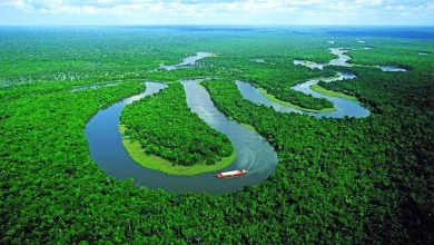 این زوج دوست داشتنی با کاشت ۲ میلیون درخت زمین را زنده کردند+فیلم