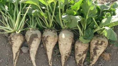 صادرات تفاله چغندر و نیشکر آزاد شد؟