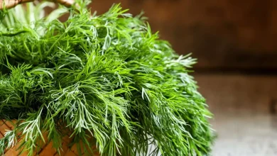 با این گیاه شگفت‌انگیز، نفخ وبی‌خوابی را خداحافظی کنید