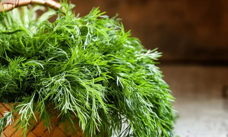 با این گیاه شگفت‌انگیز، نفخ وبی‌خوابی را خداحافظی کنید