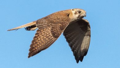 قدرت و سرعت خارق‌ العاده شاهین استرالیایی + فیلم