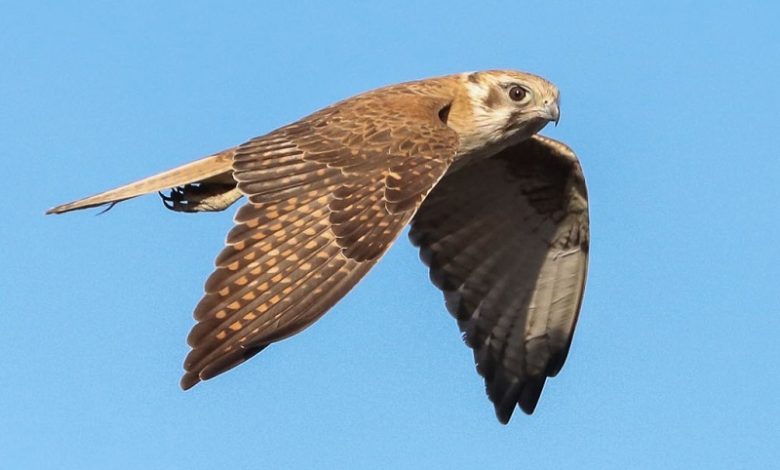 قدرت و سرعت خارق‌ العاده شاهین استرالیایی + فیلم