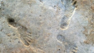 کشف ردپای انسان با قدمت 23000 سال در نیومکزیکو!