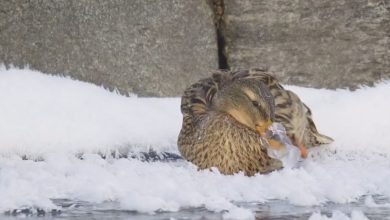 تصاویر عجیب از یخ زدن نوک اردک در سرمای زمستان + فیلم