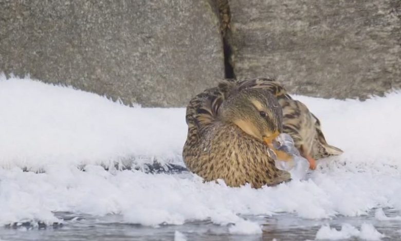 تصاویر عجیب از یخ زدن نوک اردک در سرمای زمستان + فیلم