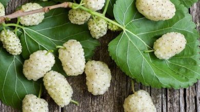 خواص شگفت‌انگیز توت سفید را بشناسید!