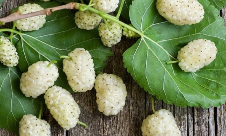 خواص شگفت‌انگیز توت سفید را بشناسید!