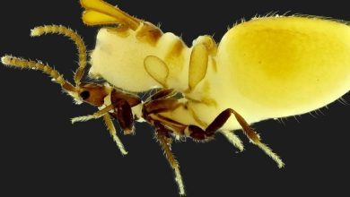 موریانه تقلبی