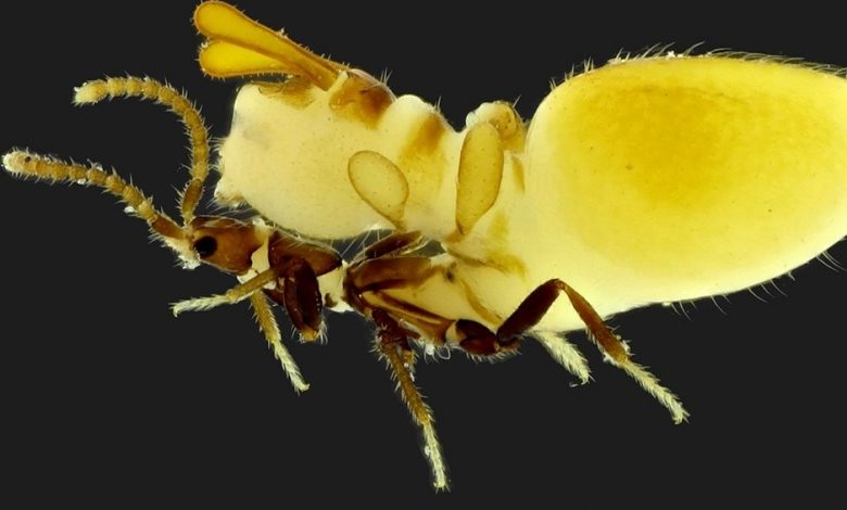 موریانه تقلبی