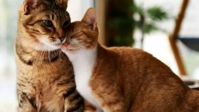 گربه‌ها چگونه افراد آشنا را شناسایی می‌کنند؟