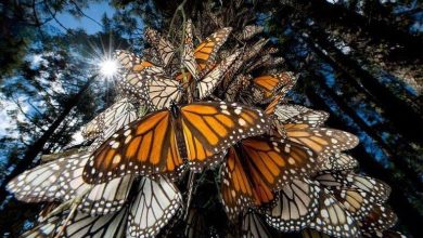 تصاویر خیره کننده مهاجرت پروانه پادشاه زیبا را ببینید + فیلم