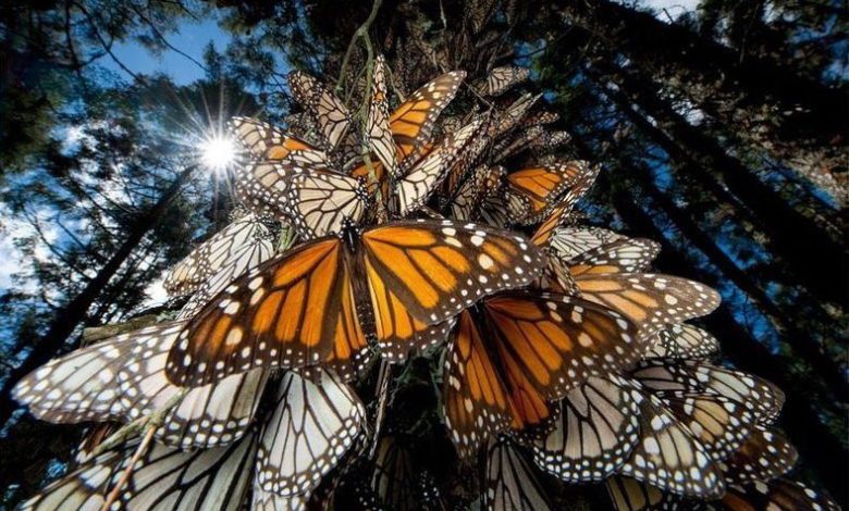 تصاویر خیره کننده مهاجرت پروانه پادشاه زیبا را ببینید + فیلم