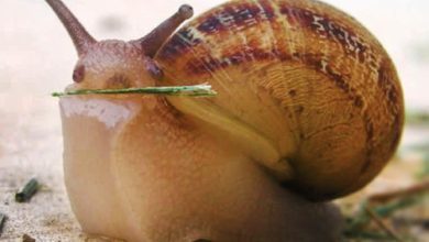 دندان‌های حلزون ۳۷ برابر انسان است!