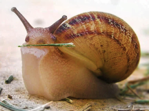 دندان‌های حلزون ۳۷ برابر انسان است!