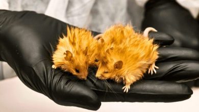 دانشمندان در مسیر احیای ماموت‌ها، موجودی عجیب خلق کردند