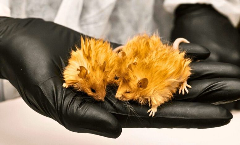 دانشمندان در مسیر احیای ماموت‌ها، موجودی عجیب خلق کردند