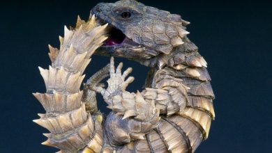 شباهت عجیب مارمولک آرمادیلو به اژدها‌ + فیلم