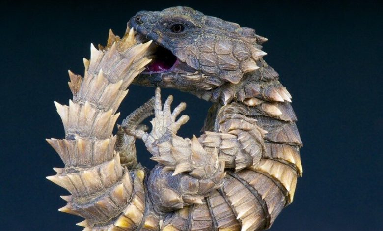 شباهت عجیب مارمولک آرمادیلو به اژدها‌ + فیلم