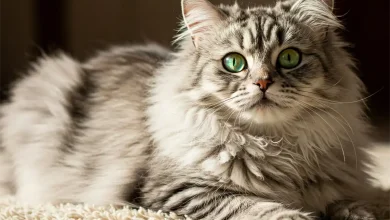 بایدها نباید های مصرف شکلات برای گربه های خانگی