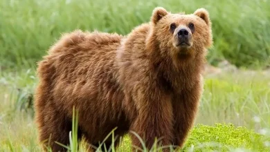 خرس گم شده درحال شیطنت در پارک پردیسان+فیلم