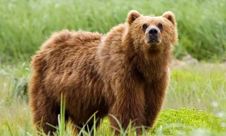 خرس گم شده درحال شیطنت در پارک پردیسان+فیلم