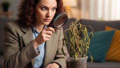 چطور گیاه بیمار را بشناسیم و نجات دهیم؟