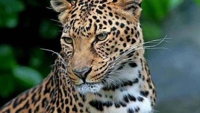 نمایی باشکوه از پلنگ ایرانی در ارتفاعات سوادکوه + فیلم