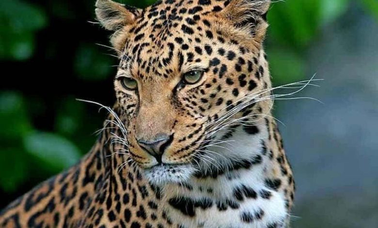 نمایی باشکوه از پلنگ ایرانی در ارتفاعات سوادکوه + فیلم