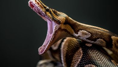 کشف شگفت‌انگیز سلول استخوان‌خوار در مارهای پیتون