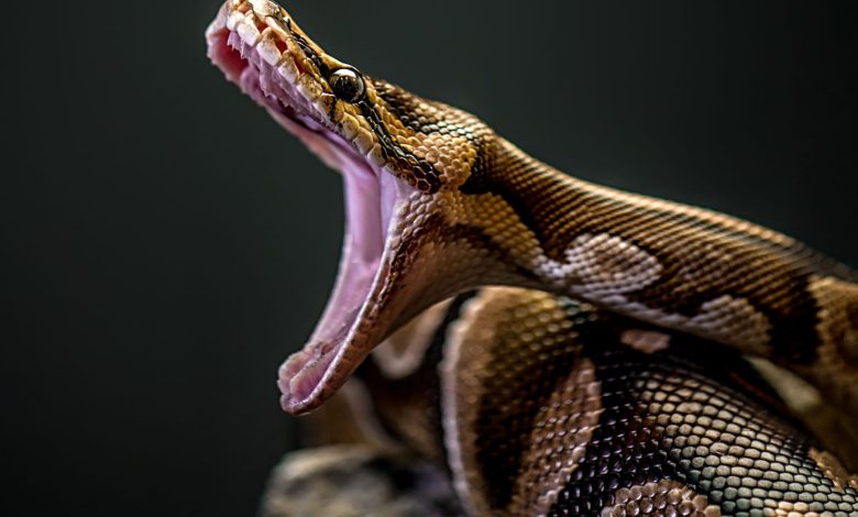 کشف شگفت‌انگیز سلول استخوان‌خوار در مارهای پیتون