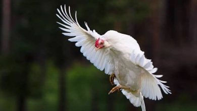 پرواز جالب مرغ خانگی در بین آسمان خراش‌ها + فیلم