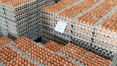 آخرین وضعیت تولید تخم مرغ در کشور