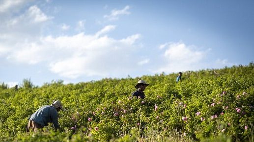 تحول اقتصادی: نقش قدرت‌های نوظهور در تحول و ارتقاء کشاورزی سنتی