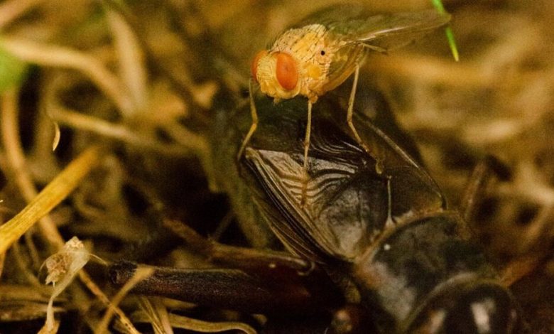 قاتل بی‌صدایی که نوزادانش را در بدن قربانیش به دنیا می‌آورد