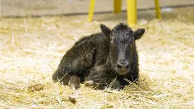 اولین گاومیش شبیه‌سازی‌شده جهان در تبت متولد شد