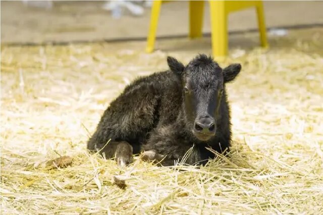 اولین گاومیش شبیه‌سازی‌شده جهان در تبت متولد شد