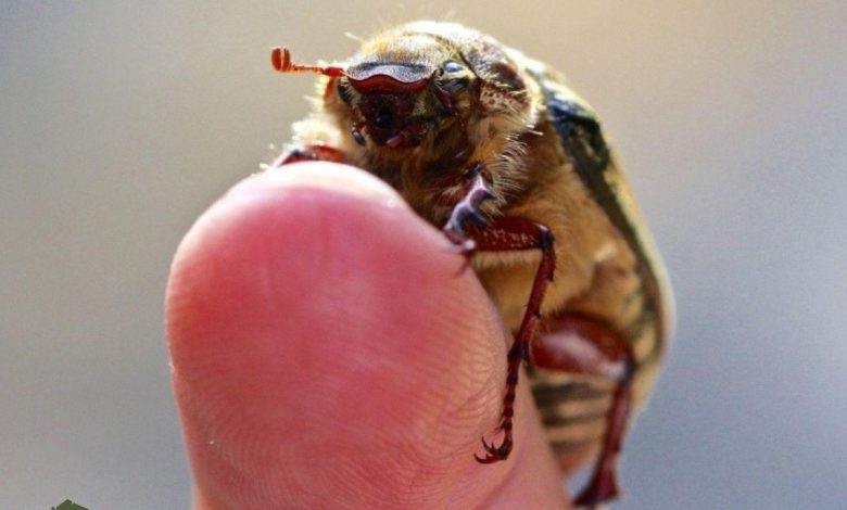 "شکرتیغال: معجون جالبی از سوسک و تیغال برای درمان این بیماری