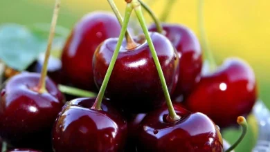 ۷ خاصیت شگفت‌انگیز گیلاس که نباید از آن غافل شوید