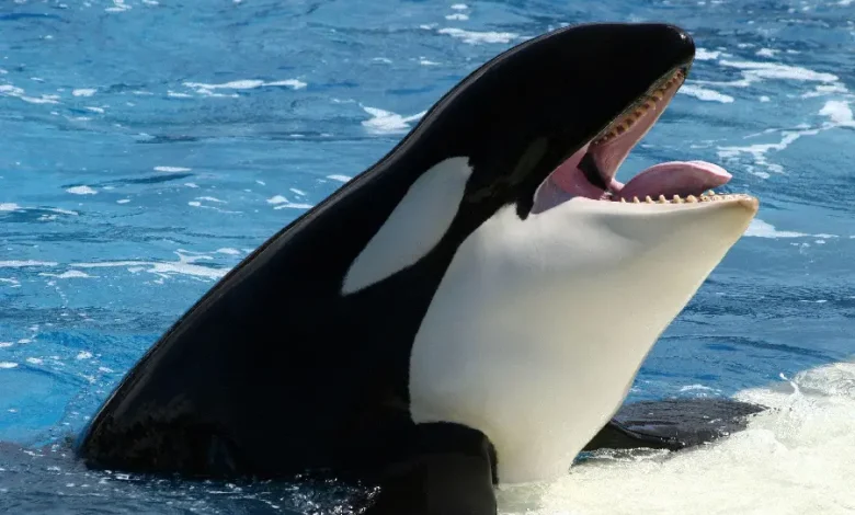 رمز گشایی دانشمندان از روتین جالب مراقبت پوستی نهنگ‌های قاتل + فیلم