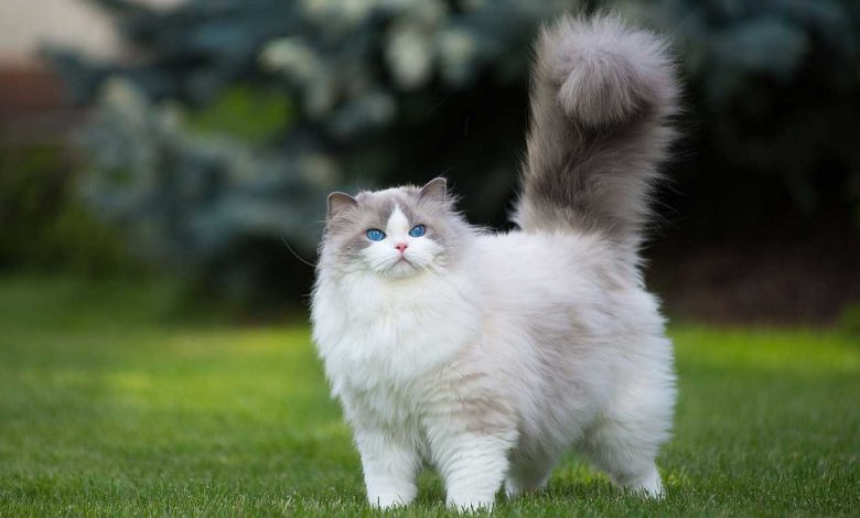 کشف یک ویروس