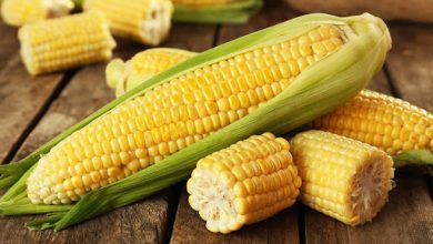 تسهیل تأمین خوراک دام؛ ثبت‌سفارش ذرت دامی کلید می‌خورد