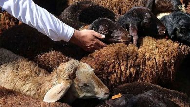 نوسان قیمت دام زنده در ۳۰ تیر ۱۴۰۴؛ گوسفند ارزان شد، گوساله گران