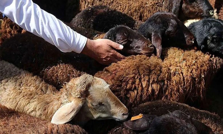 نوسان قیمت دام زنده در ۳۰ تیر ۱۴۰۴؛ گوسفند ارزان شد، گوساله گران